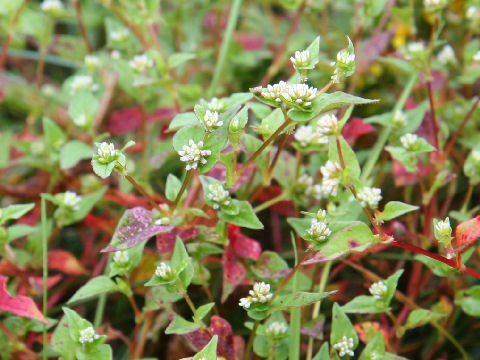 Persicaria nepalensis