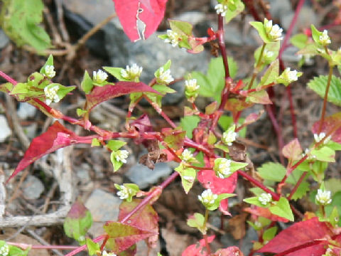 Persicaria nepalensis