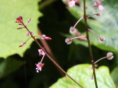 Circaea erubescens