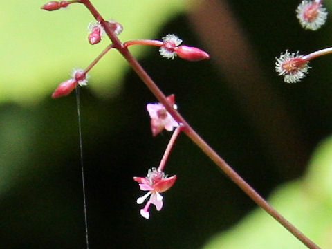 Circaea erubescens