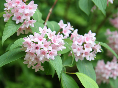 Weigela hortensis