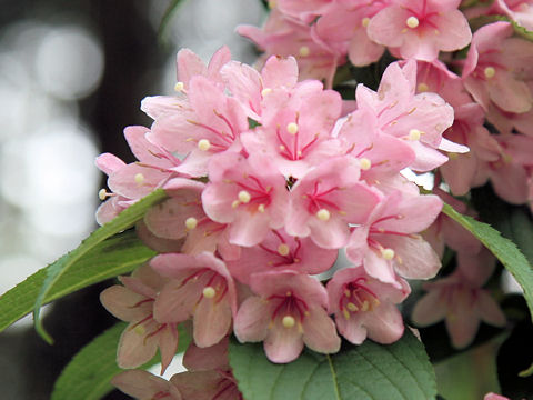 Weigela hortensis