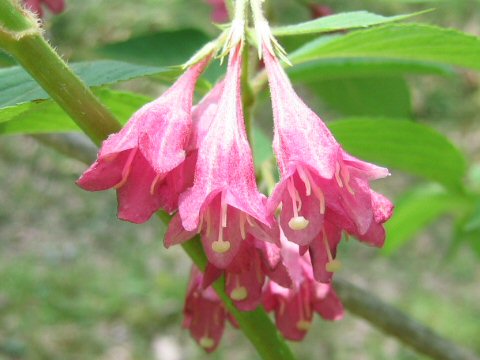 Weigela hortensis