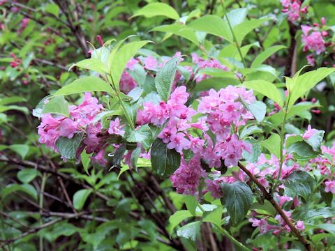 Weigela hortensis