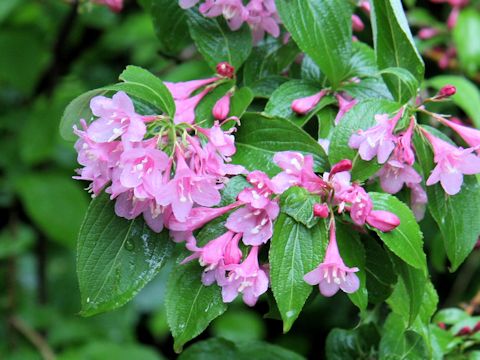 Weigela hortensis