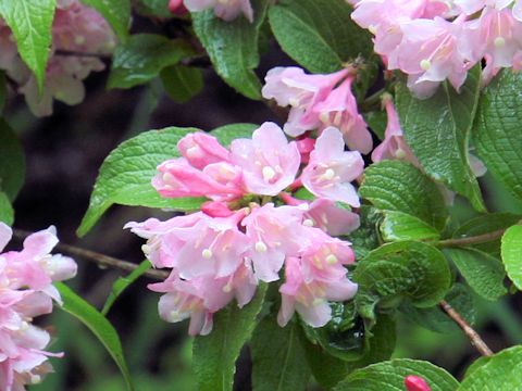 Weigela hortensis