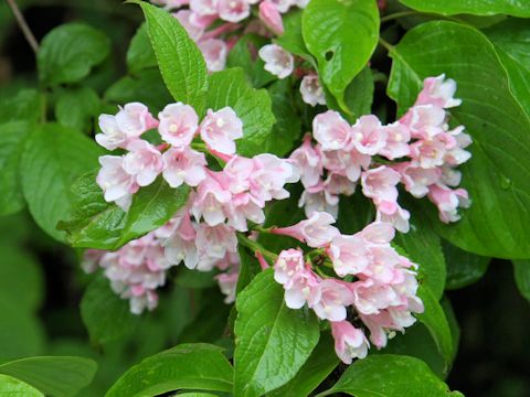 Weigela hortensis