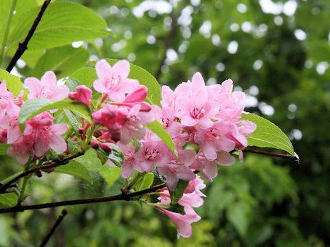 Weigela hortensis