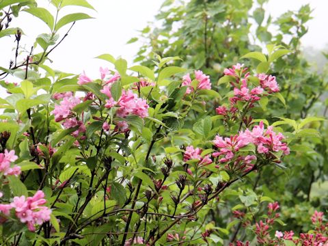 Weigela hortensis