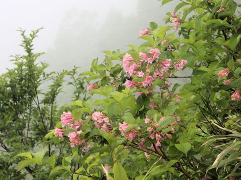 Weigela hortensis