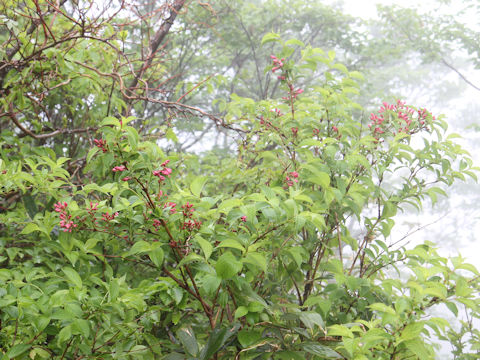 Weigela hortensis