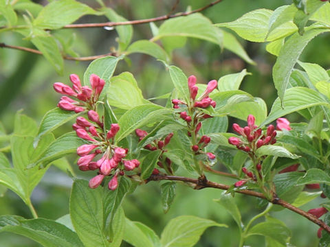 Weigela hortensis