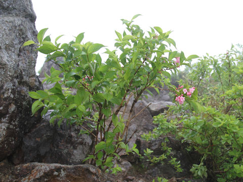 Weigela hortensis