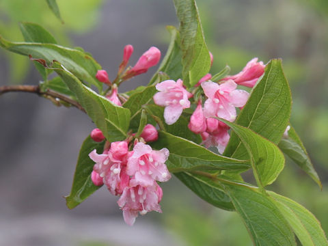 Weigela hortensis