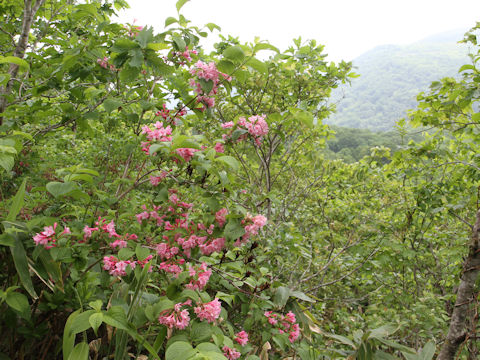 Weigela hortensis