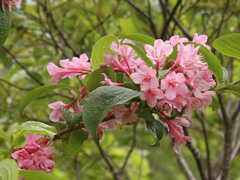 Weigela hortensis