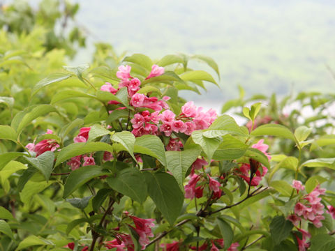 Weigela hortensis