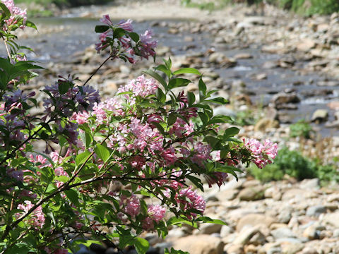 Weigela hortensis