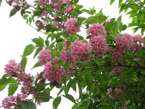 Weigela hortensis