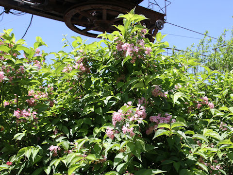 Weigela hortensis