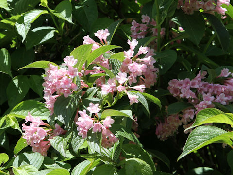 Weigela hortensis