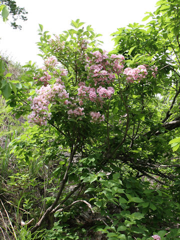 Weigela hortensis