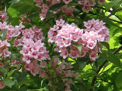 Weigela hortensis