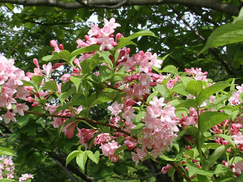 Weigela hortensis