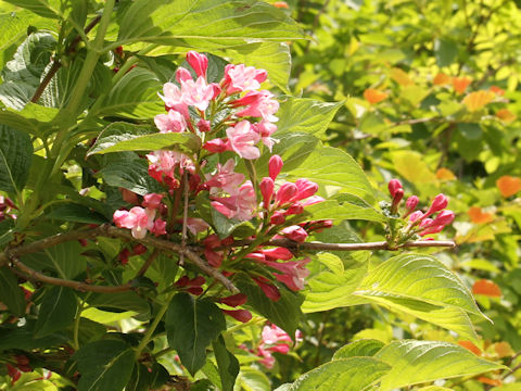 Weigela hortensis