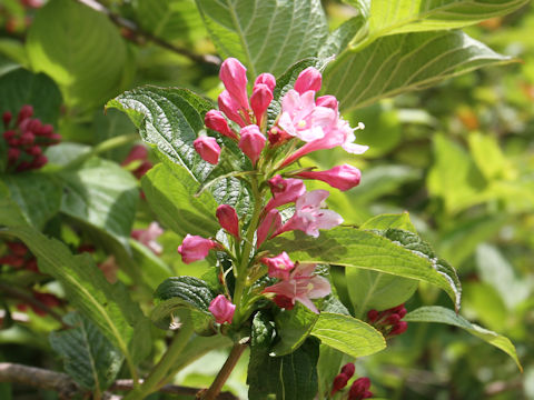 Weigela hortensis