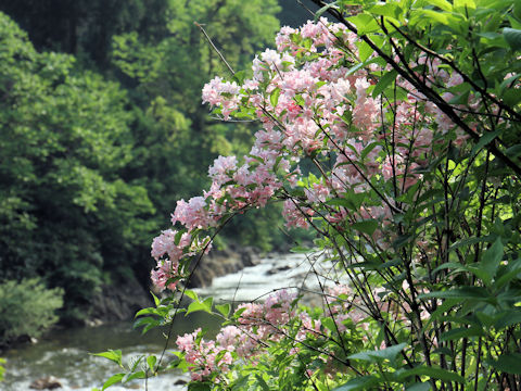 Weigela hortensis