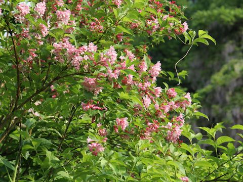 Weigela hortensis