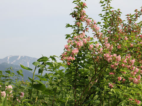 Weigela hortensis