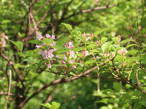 Weigela hortensis