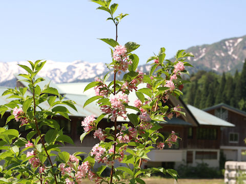 Weigela hortensis