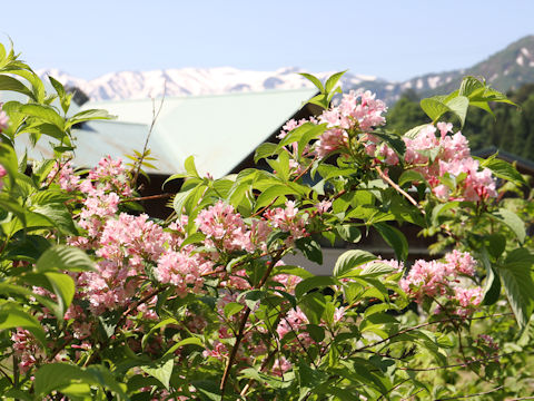 Weigela hortensis