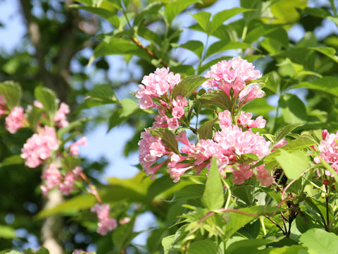 Weigela hortensis