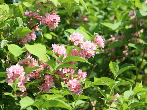 Weigela hortensis