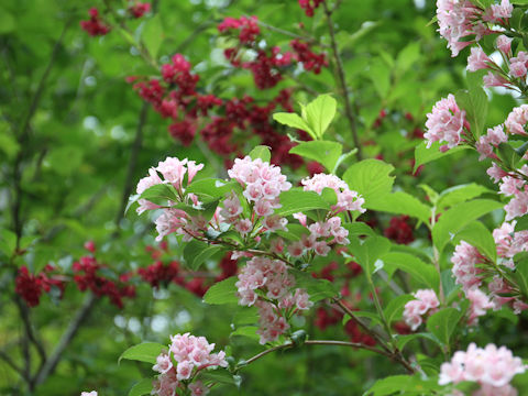 Weigela hortensis