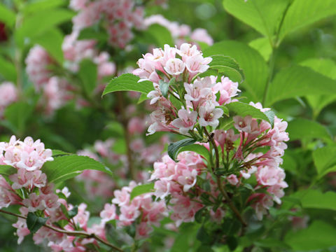 Weigela hortensis