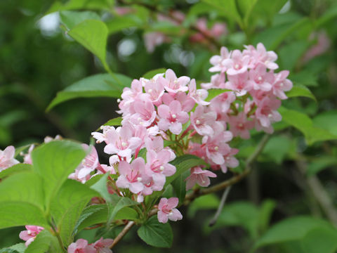 Weigela hortensis