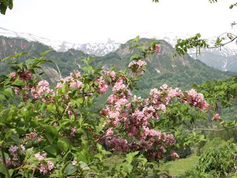 Weigela hortensis