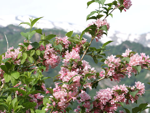 Weigela hortensis