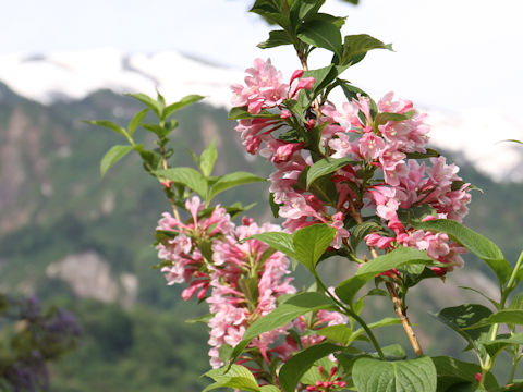 Weigela hortensis