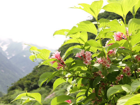 Weigela hortensis