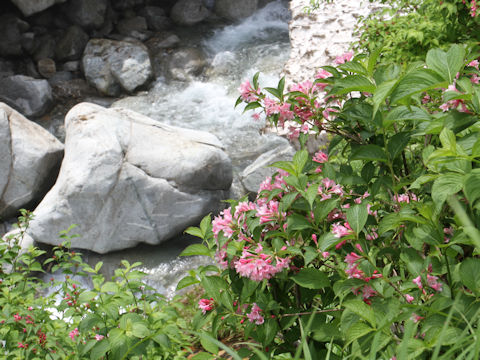 Weigela hortensis