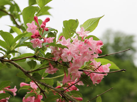 Weigela hortensis