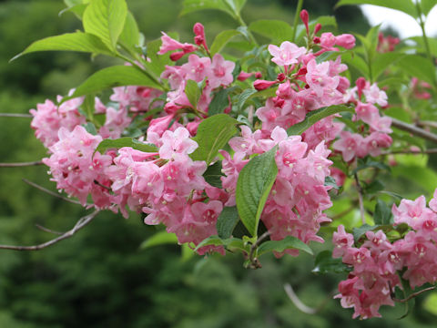 Weigela hortensis