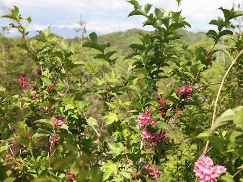 Weigela hortensis