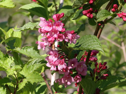 Weigela hortensis